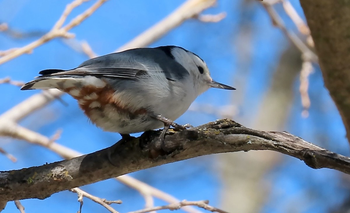 White-breasted Nuthatch - ML542072951