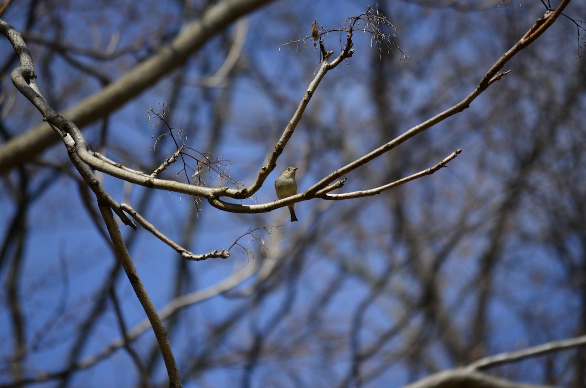 Ruby-crowned Kinglet - ML54207301