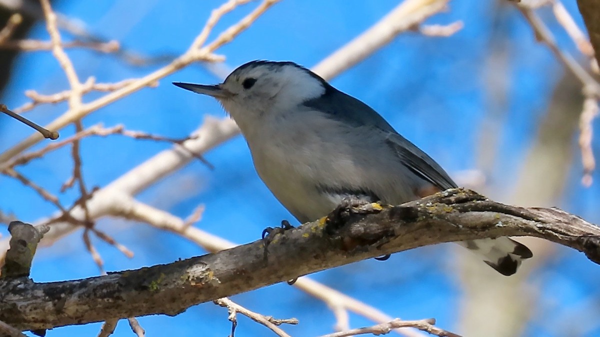 White-breasted Nuthatch - ML542073021