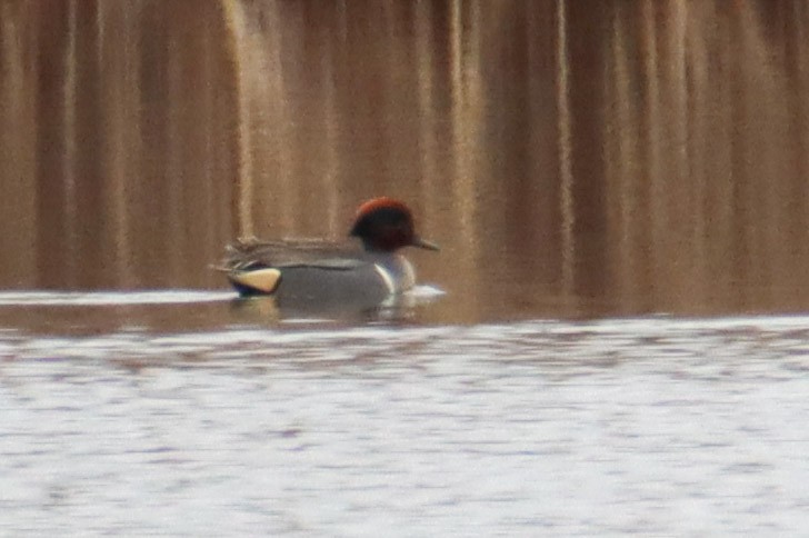 Green-winged Teal - ML542073031