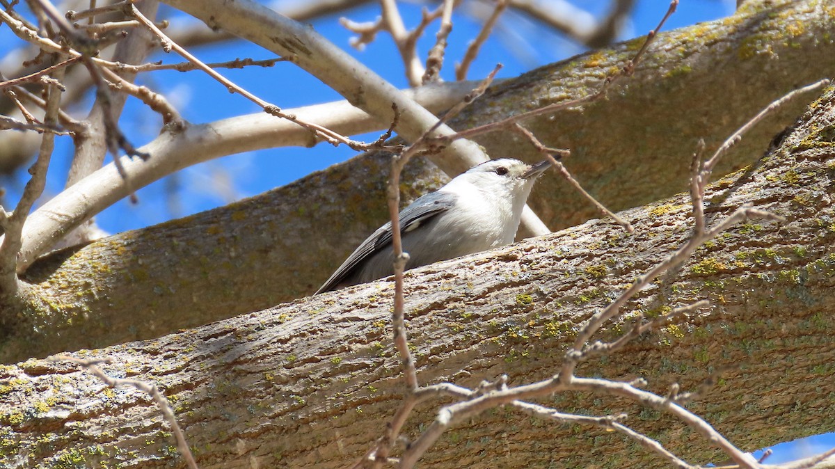 White-breasted Nuthatch - ML542073041