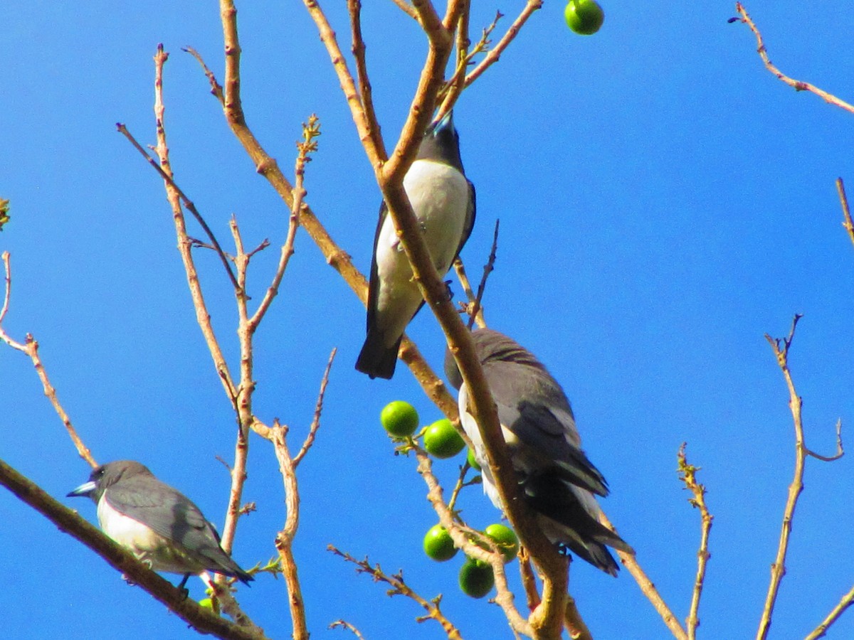 White-breasted Woodswallow - ML542073051