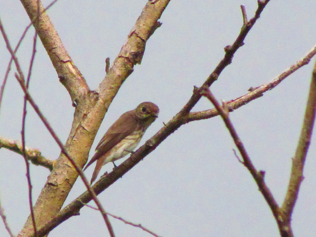 Gray-streaked Flycatcher - ML542073231