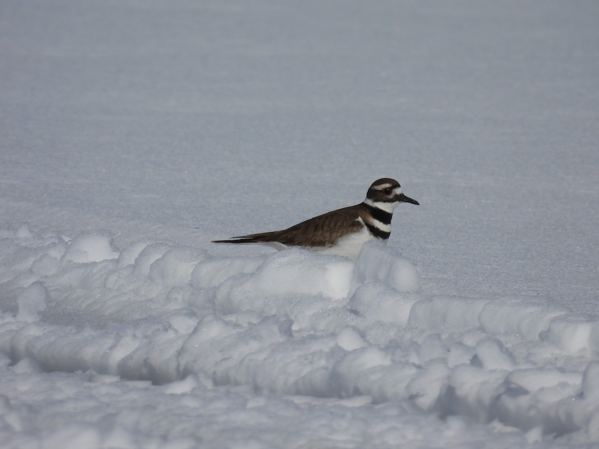 Killdeer - ML542073751