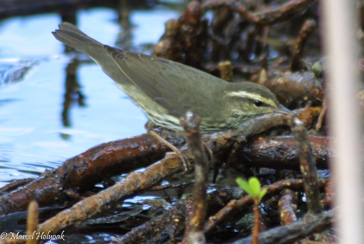 Northern Waterthrush - ML542074591