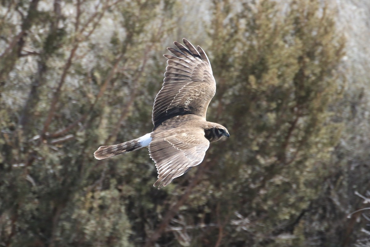 Northern Harrier - ML542074681