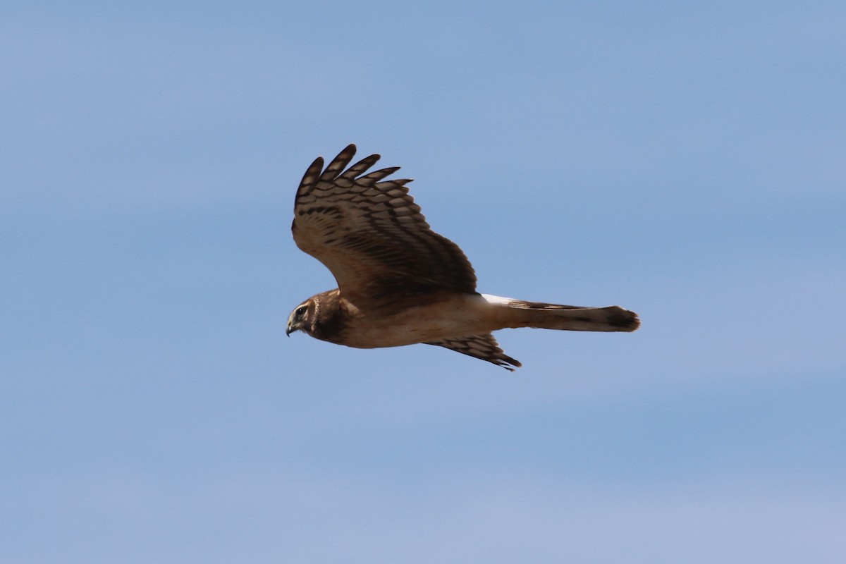 Northern Harrier - Laurens Halsey