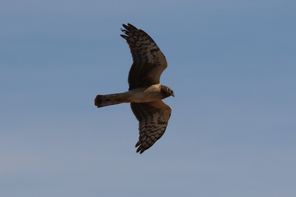 Northern Harrier - ML542074701