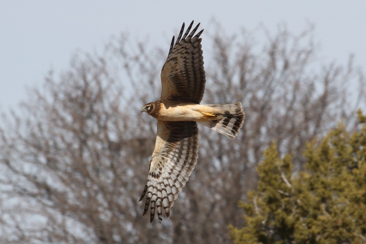 Northern Harrier - ML542074711