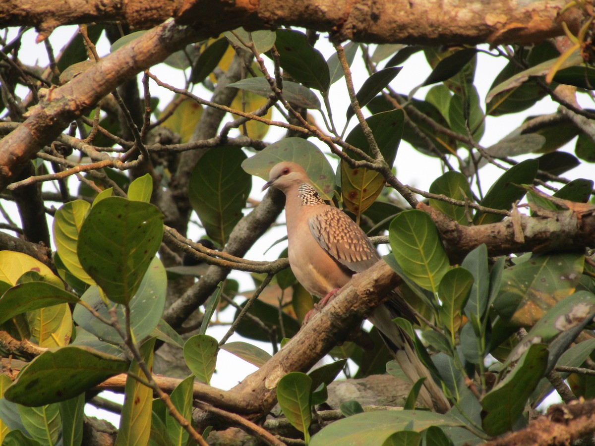 Spotted Dove - ML542076921