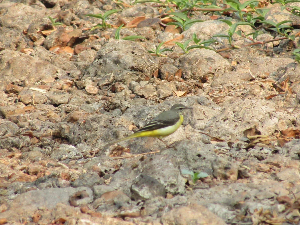 Gray Wagtail - ML542077171