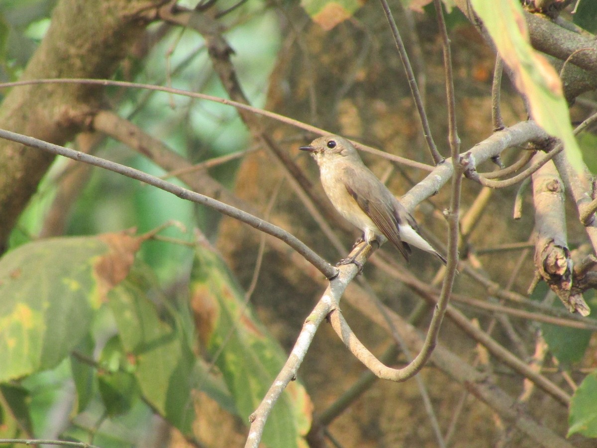 Red-breasted Flycatcher - ML542077261