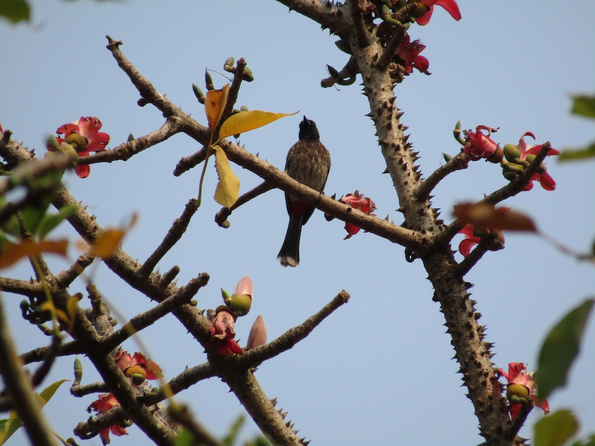 Red-vented Bulbul - ML542077391