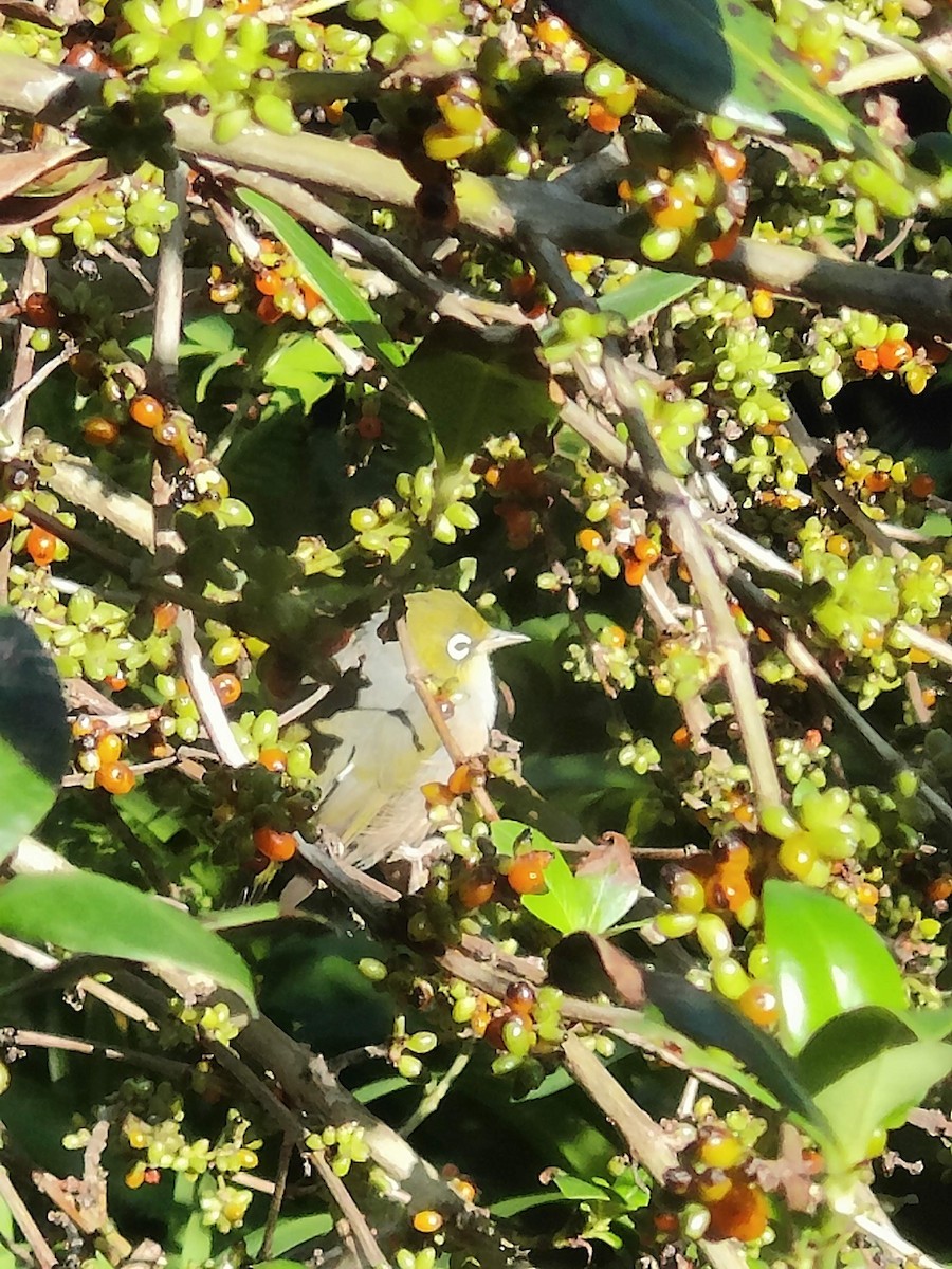 Silvereye - ML542077861