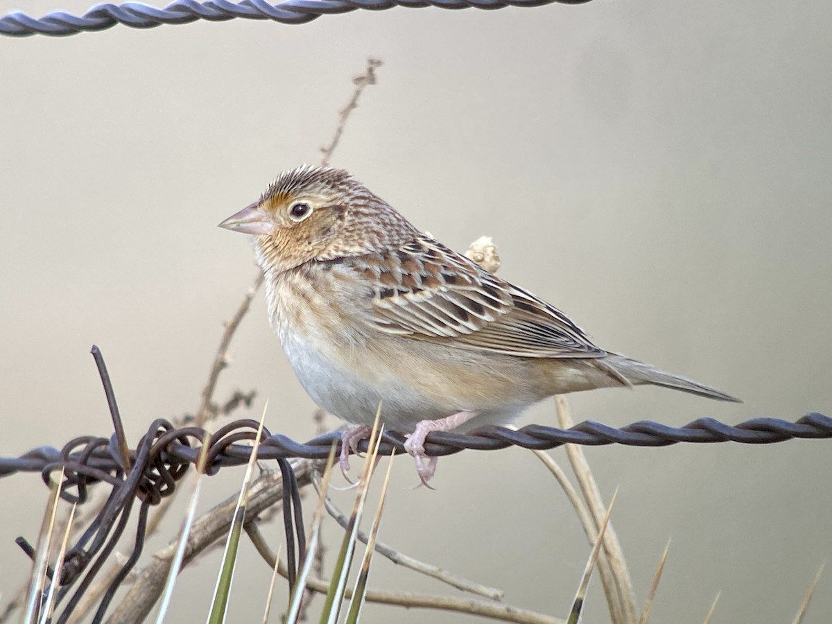 Grasshopper Sparrow - ML542078491