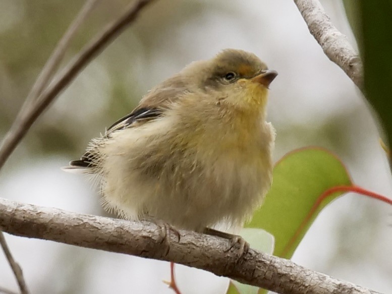 Striated Pardalote (Striated) - ML542079381