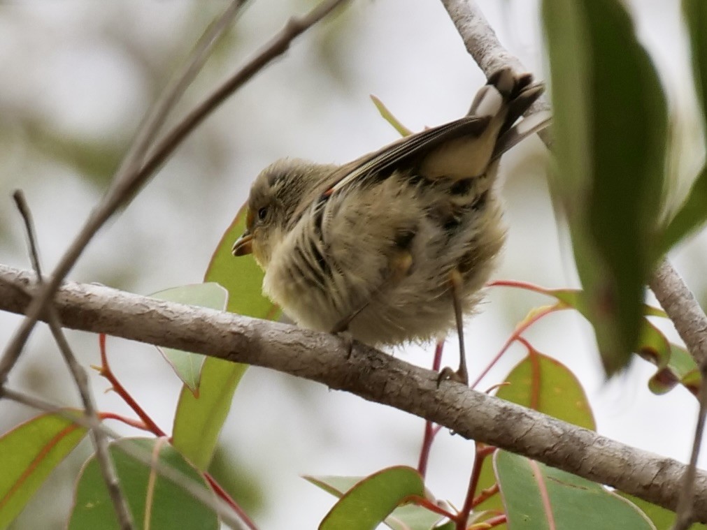 Striated Pardalote (Striated) - ML542079401