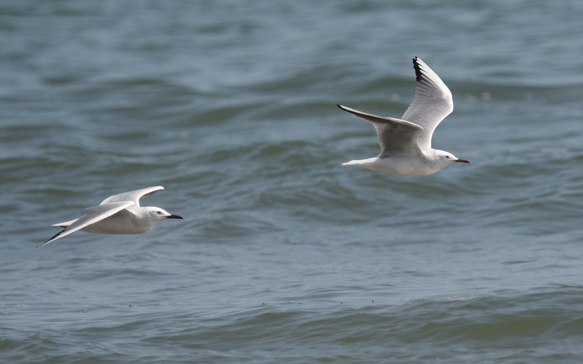 Slender-billed Gull - ML542080971