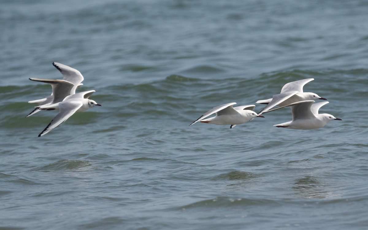 Slender-billed Gull - ML542080981