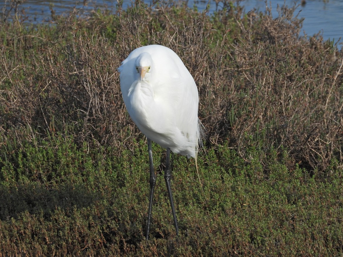 Great Egret - ML542081841