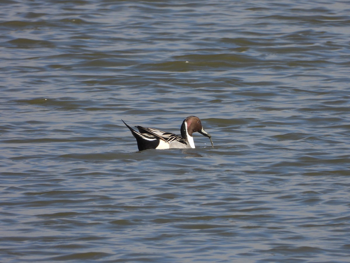 Northern Pintail - ML542081851