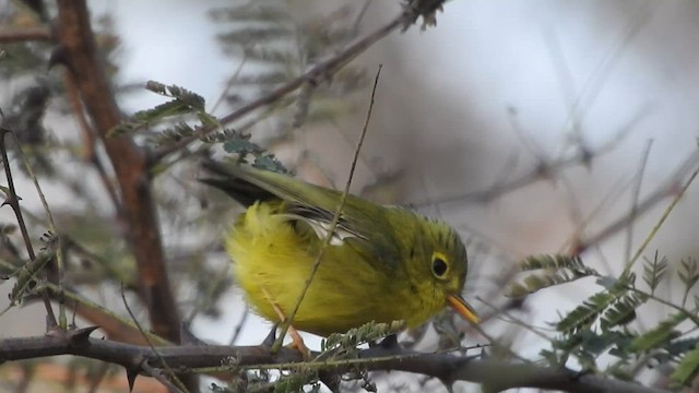 Whistler's Warbler - ML542083111