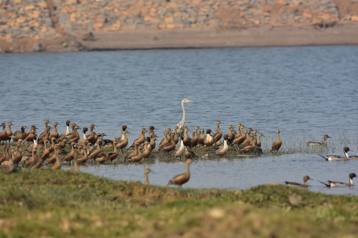 Gray Heron - ML542083151