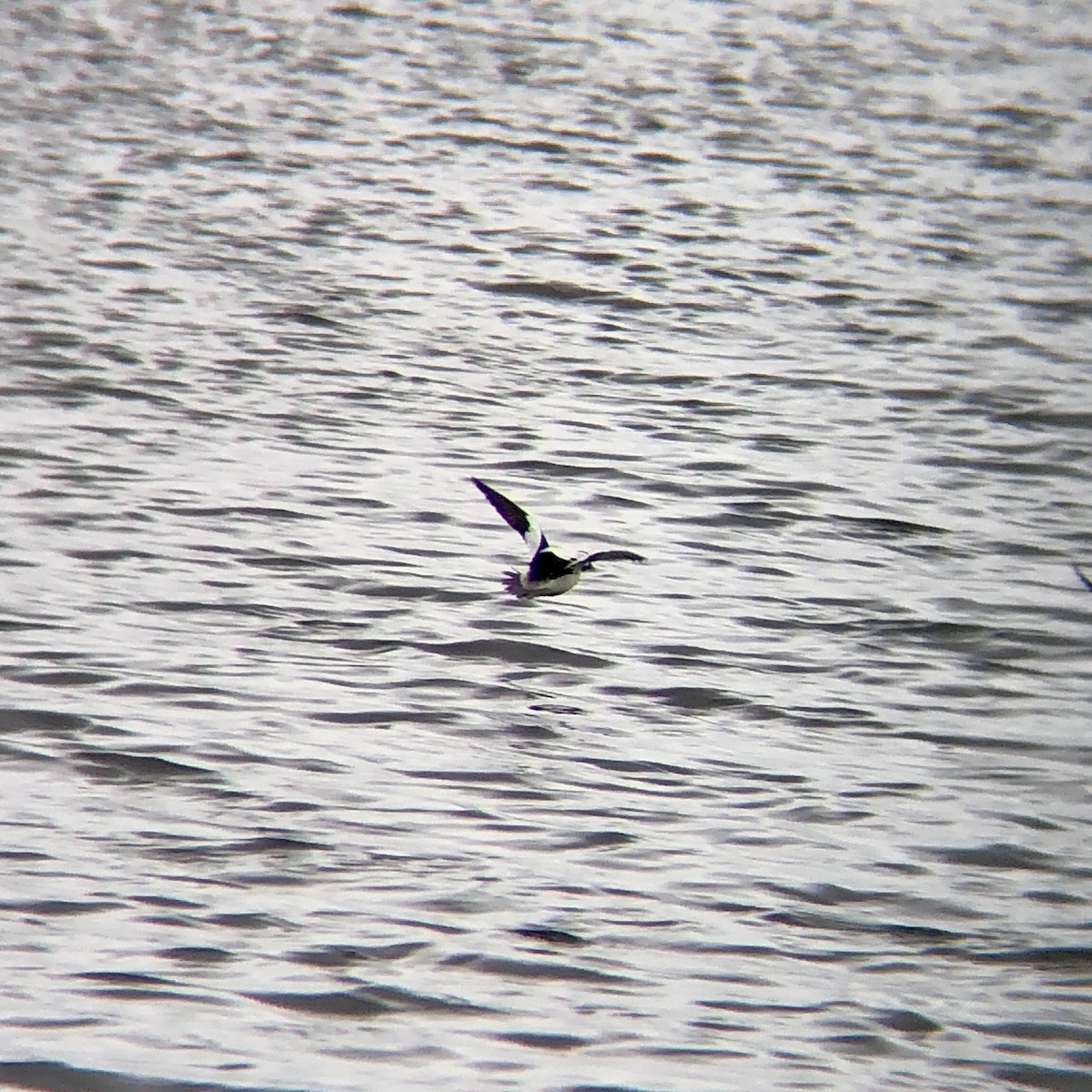 Bufflehead - ML542084011