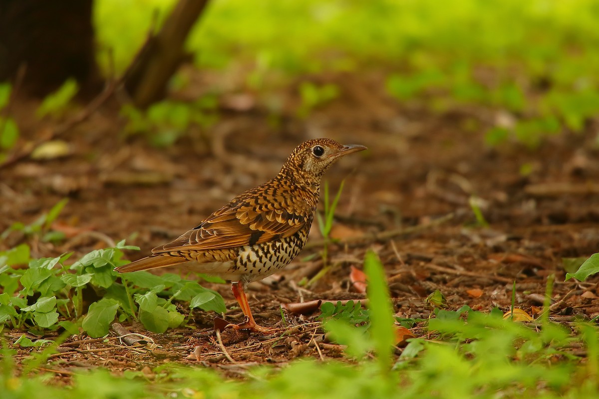 White's Thrush - ML542084591
