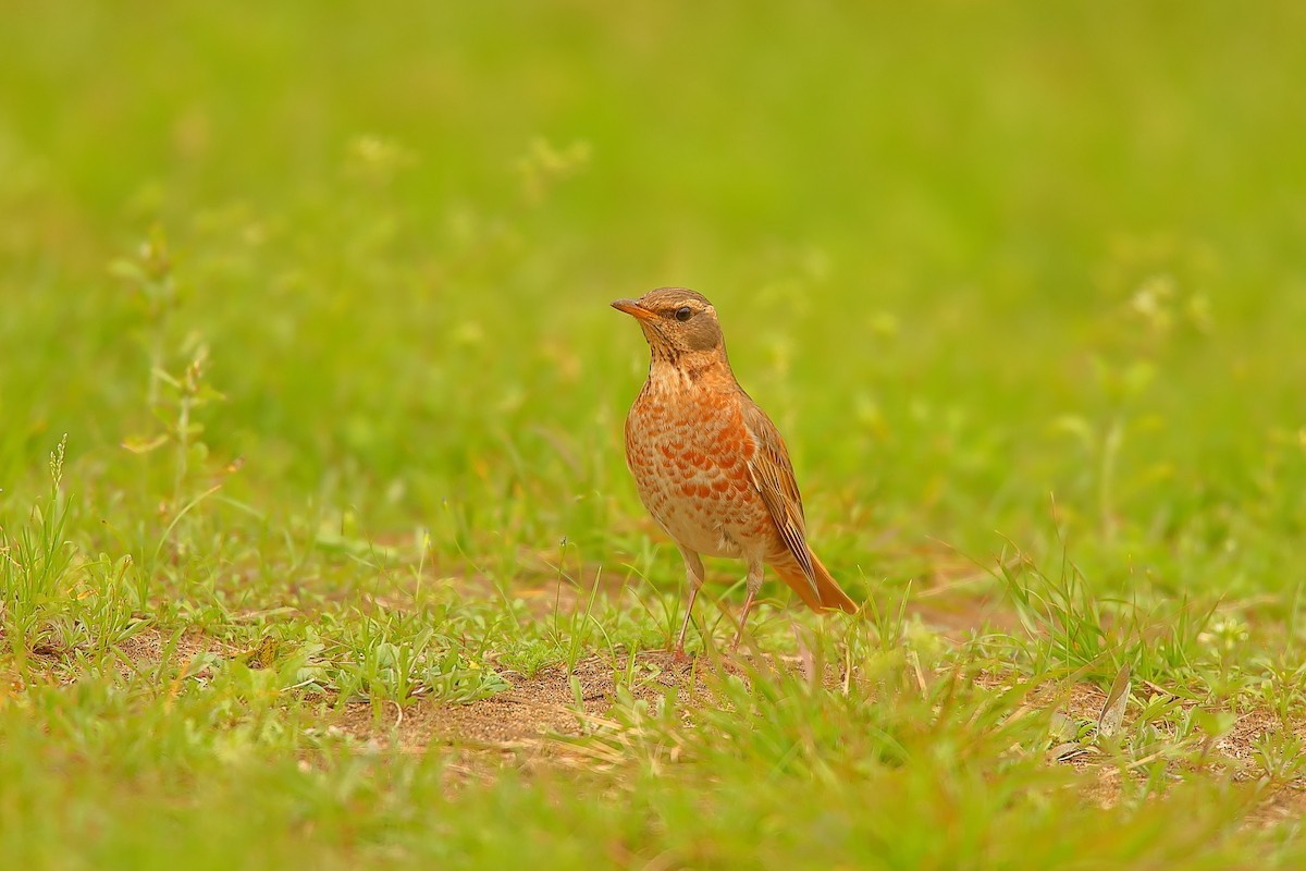 Naumann's Thrush - ML542084891