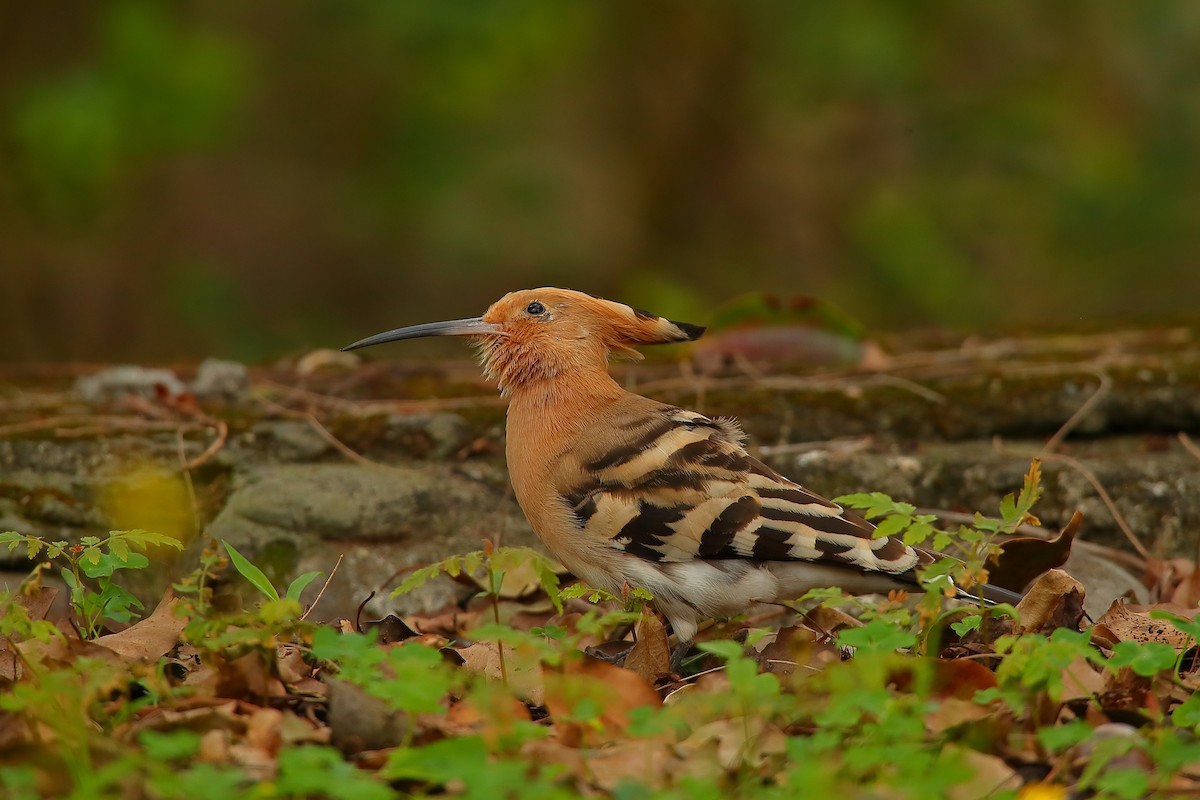 Common Hoopoe - ML542085351