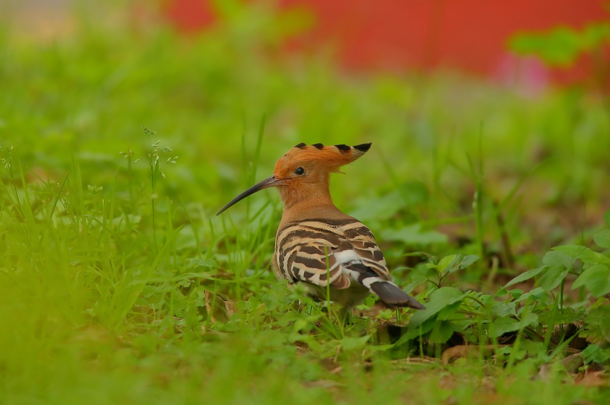 Common Hoopoe - ML542085421