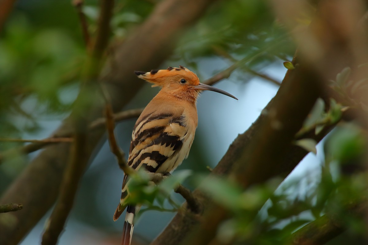 Common Hoopoe - ML542085511