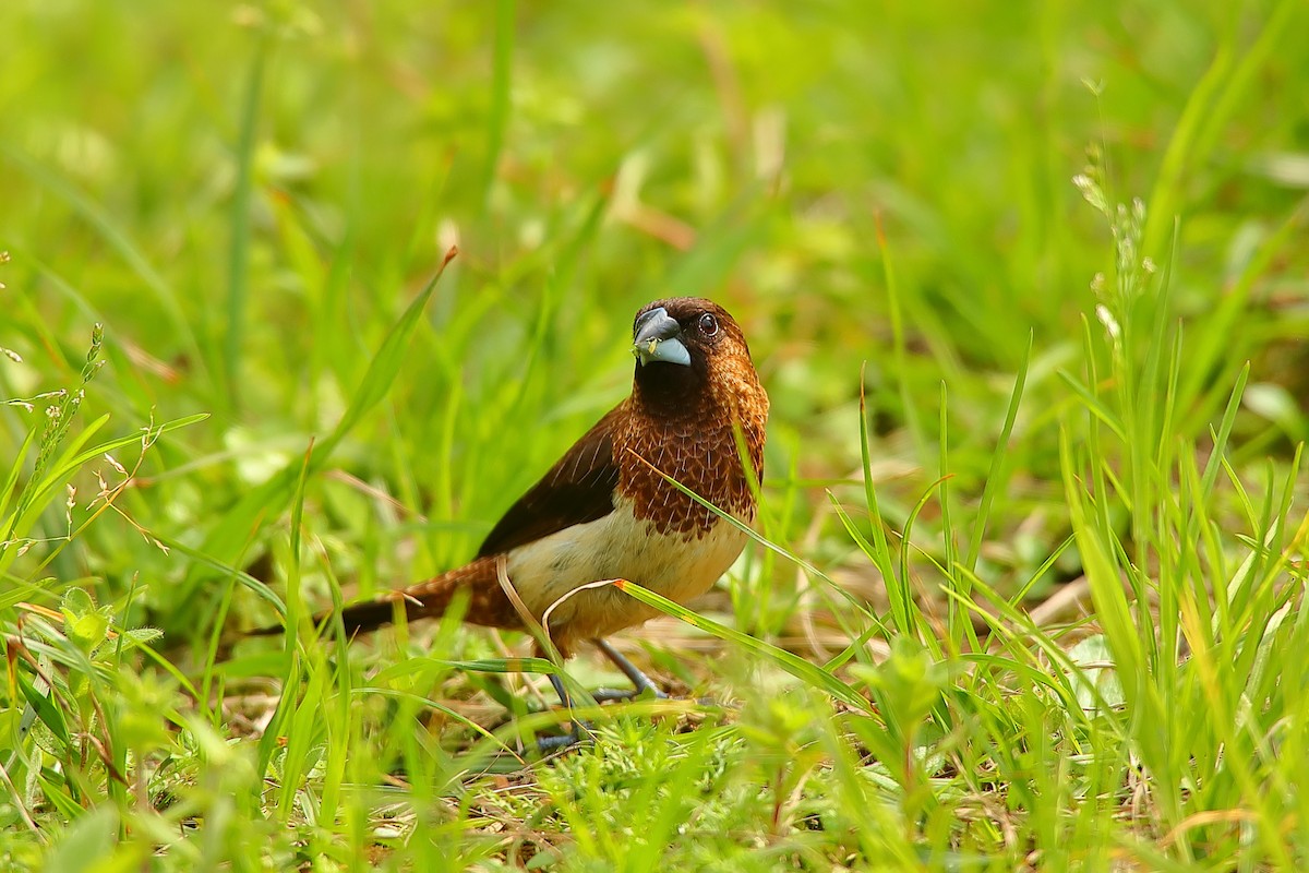 White-rumped Munia - ML542085771