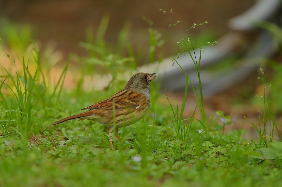 Black-faced Bunting - ML542086011