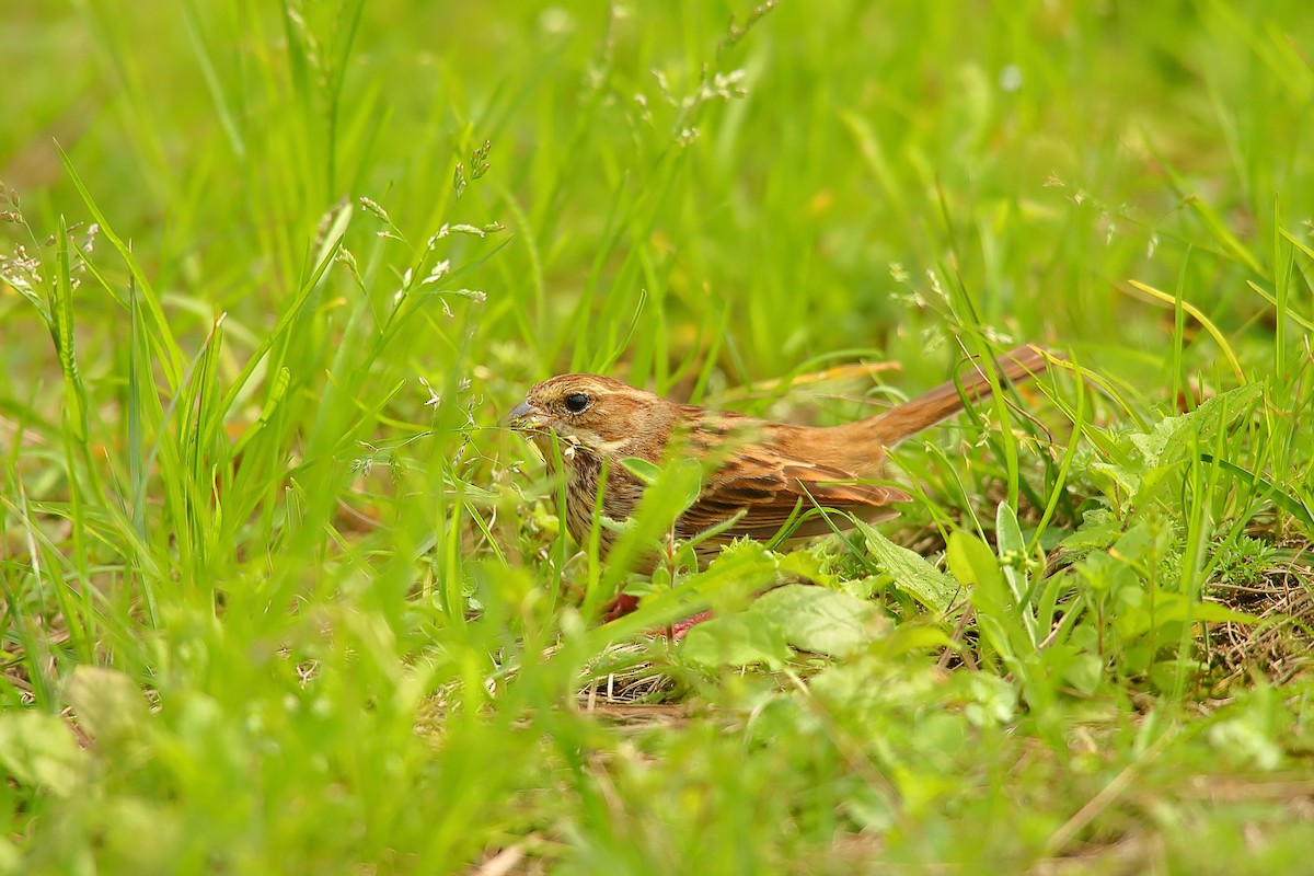 Black-faced Bunting - ML542086101