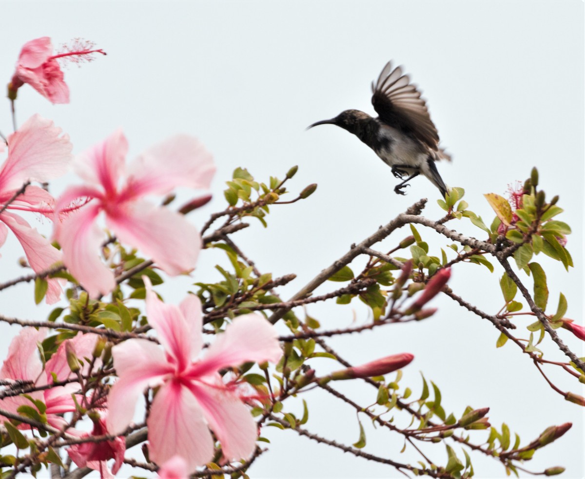 Dusky Sunbird - ML542087371