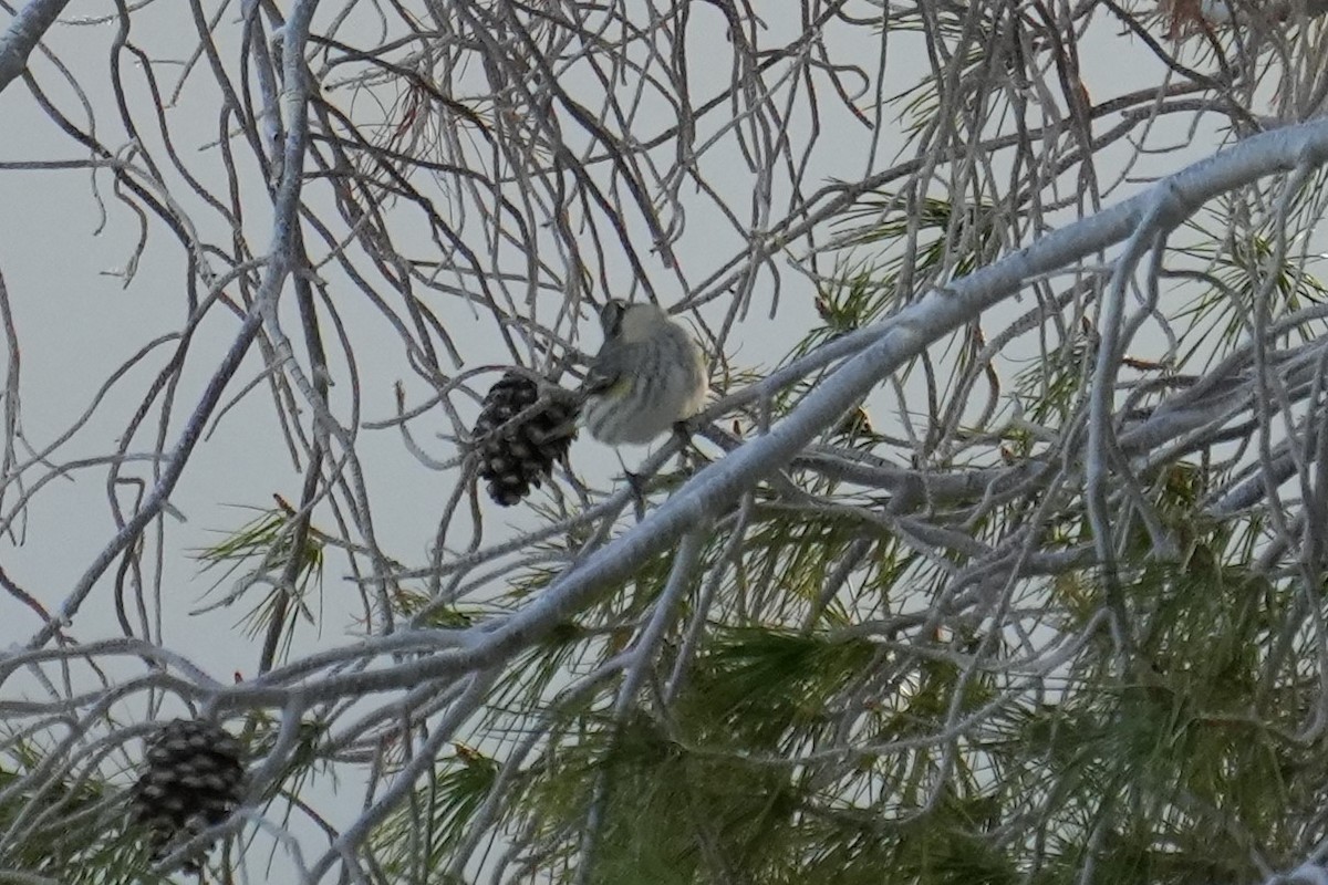 Yellow-rumped Warbler (Myrtle) - ML542087561