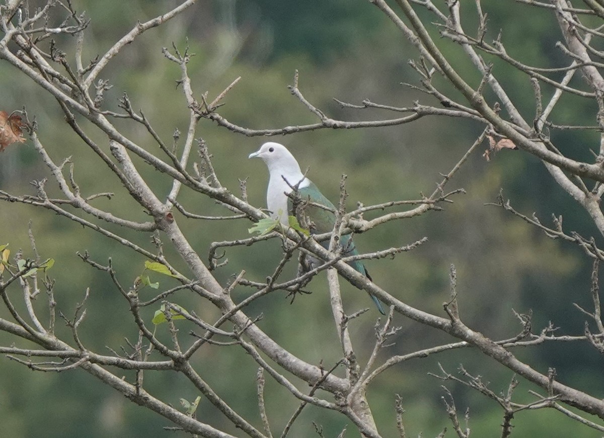 Green Imperial-Pigeon - ML542088101