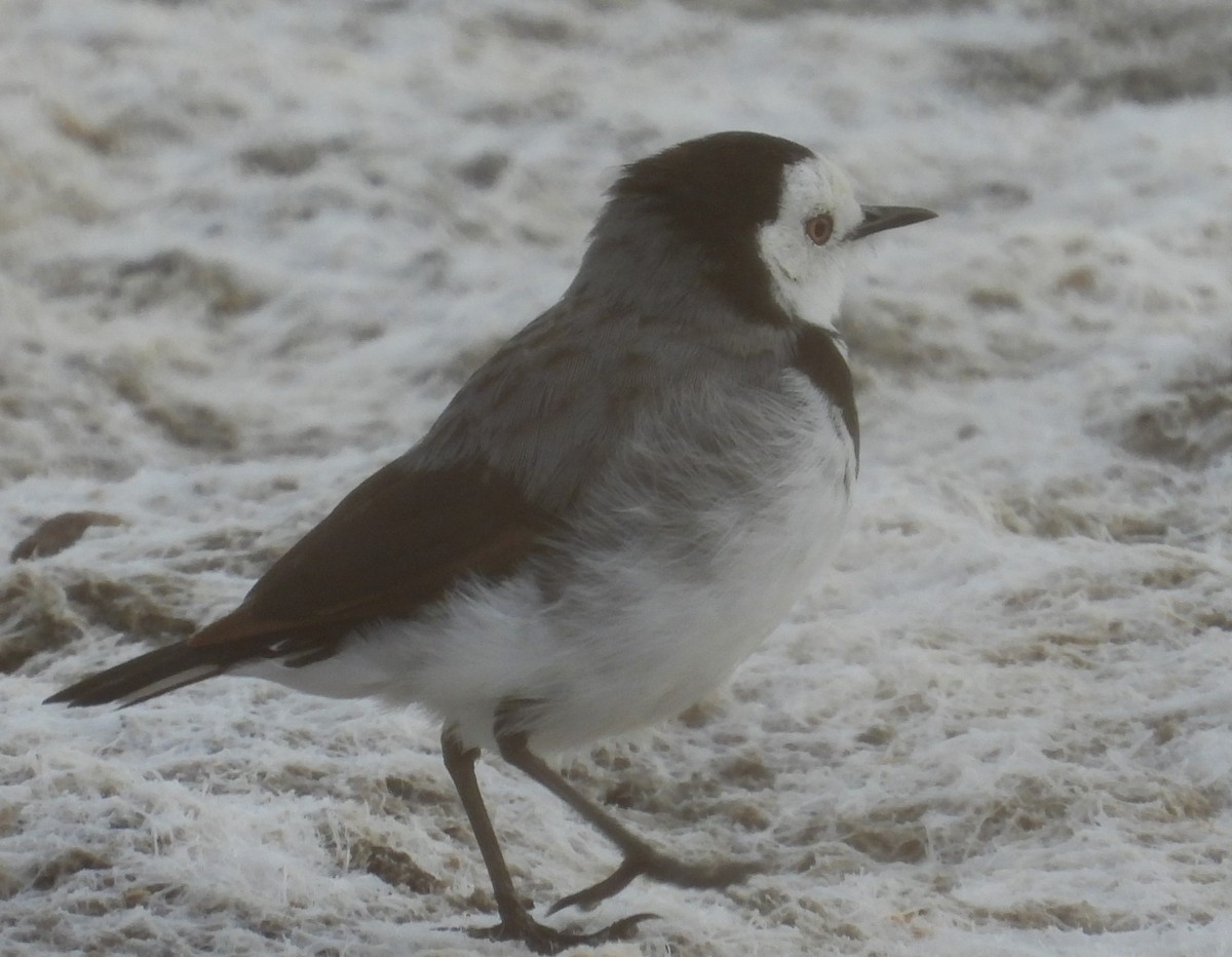 White-fronted Chat - Stephan Megroz