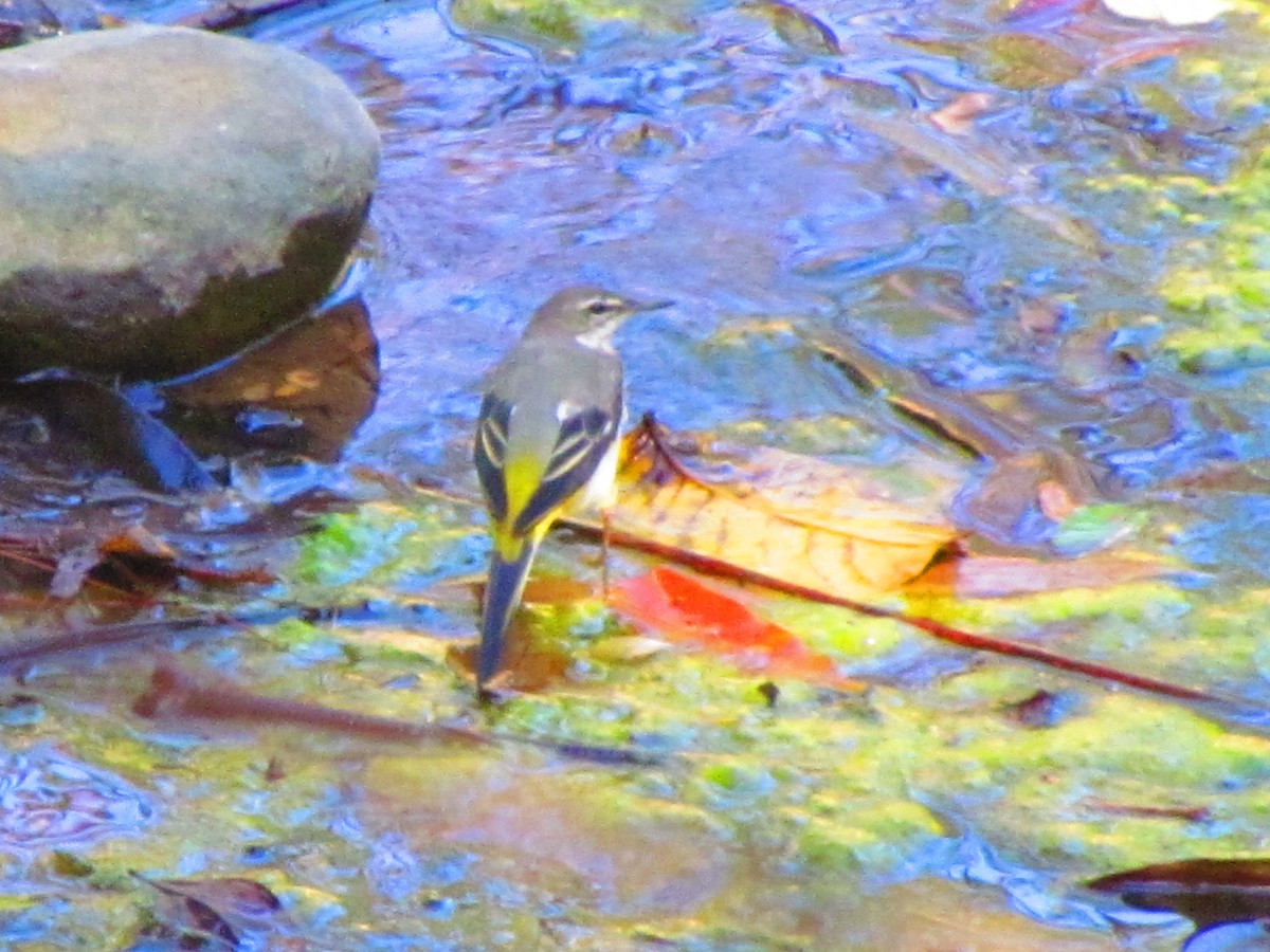 Gray Wagtail - ML542089141