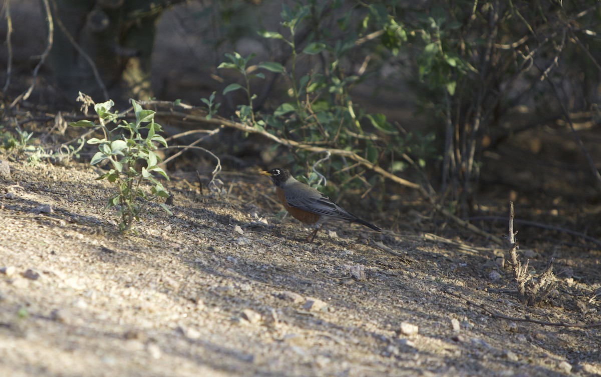 American Robin - ML542089521