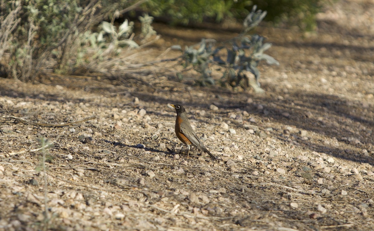 American Robin - ML542089531