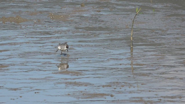 Nordmann's Greenshank - ML542092831