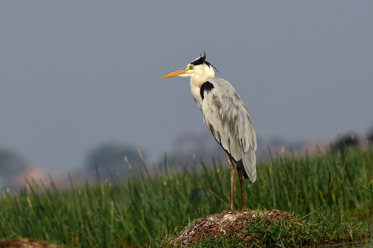 Gray Heron - ML542093631