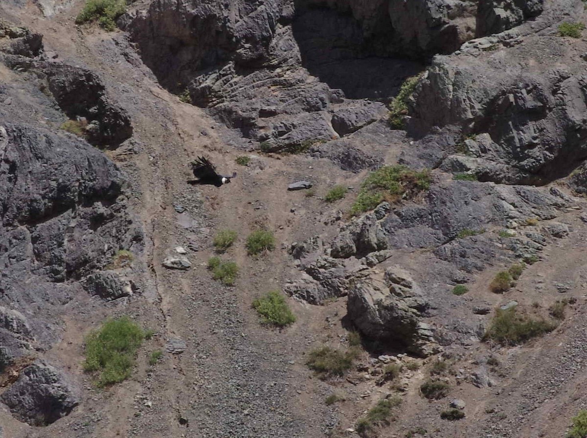 Andean Condor - ML542093671