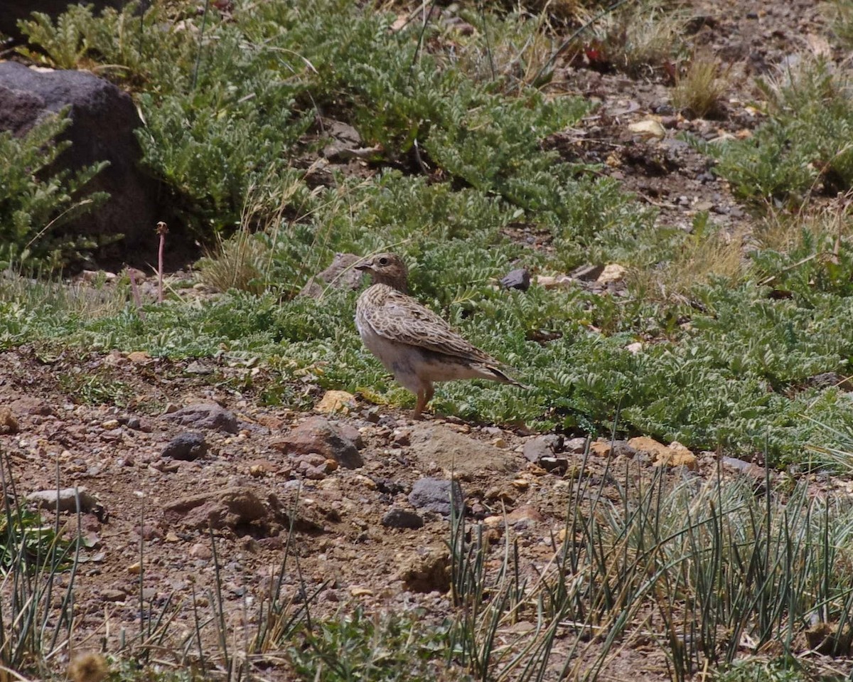 Gray-breasted Seedsnipe - ML542093681