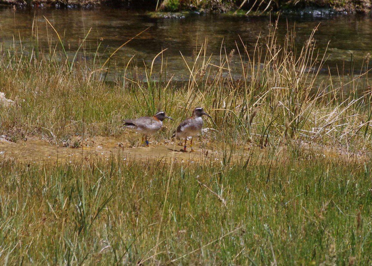 Diademed Sandpiper-Plover - ML542093771