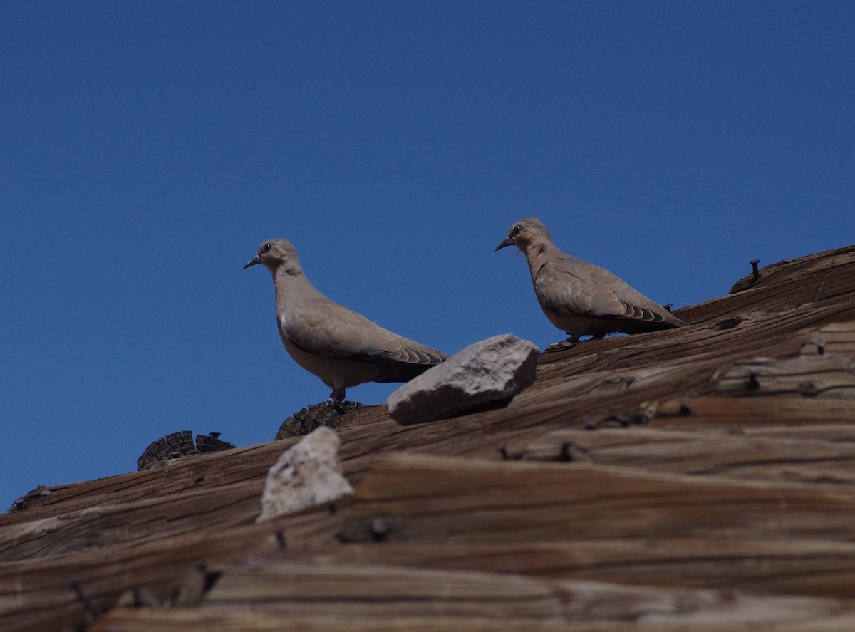 Black-winged Ground Dove - ML542093811