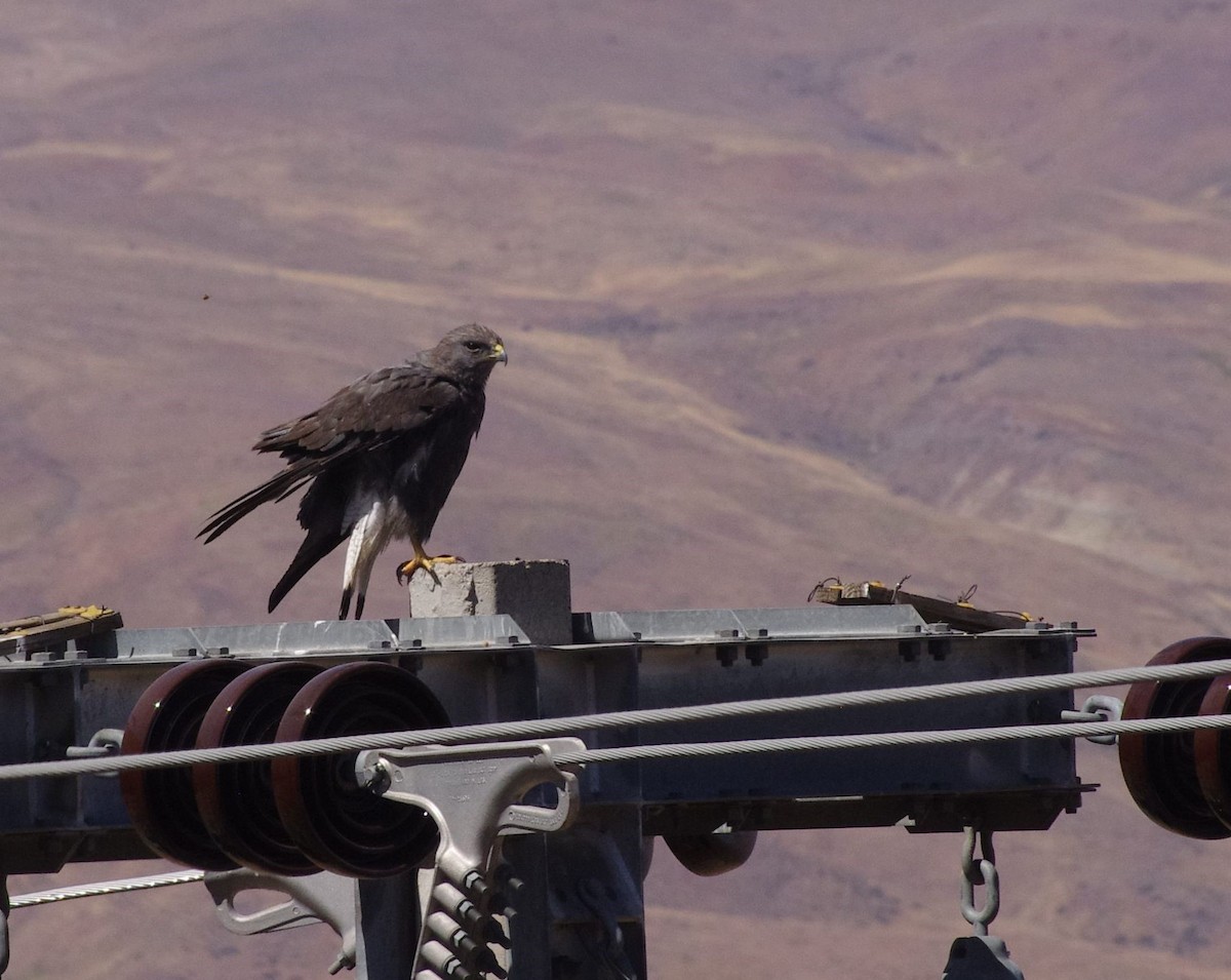 Variable Hawk - ML542093871